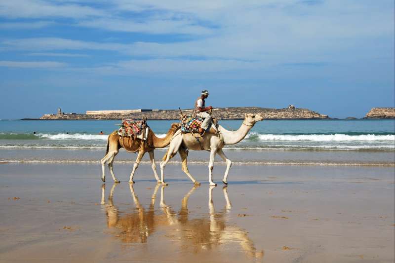 Dromadaires sur la plage - Essaouira - Maroc