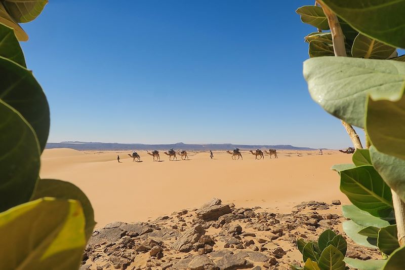 Caravane de chameaux dans le désert - El Meddah - Adrar - Mauritanie