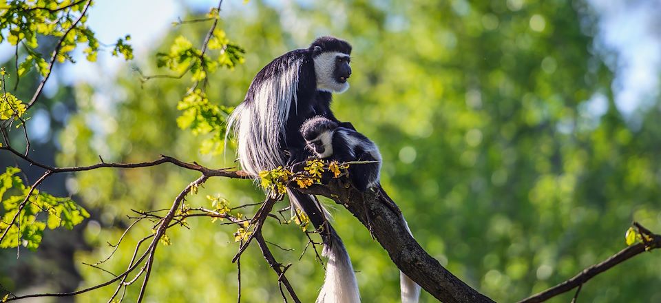 Rencontre avec les Gorilles et Chimpanzés, Randonnées sur le Congo Nil Trail et Safari dans le parc de l'Akagera